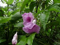 Ipomoea mauritiana fl-t.JPG